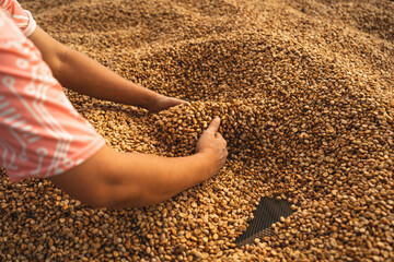 Dried coffee,Parchment coffee Dry in the Bamboo house