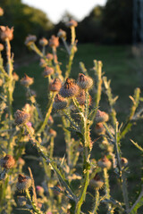 Disteln in der Abendsonne