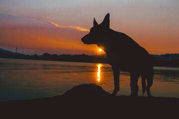 a silhouette of a beautiful german shepherd. the dog has pricked ears and looks serious. the sunset in the background is red and reflecting on the river. mountains and a blue sky are also visible