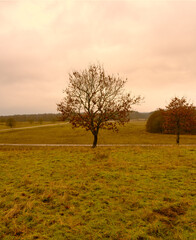 Fototapeta premium Trees at a moor. Open landscape with a dramatic sky in the background. Picture from Revingehed, Scania county, Sweden