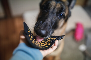 a german shepherd is licking a silicone lick pad that has peanut butter in it. licking mats are a...