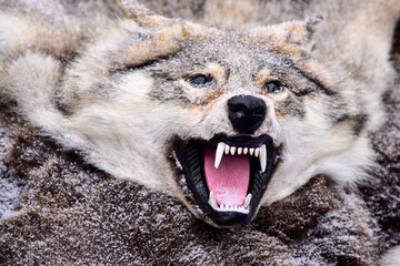 Stuffed wolf, wild wolf skin, head with a grin, close-up