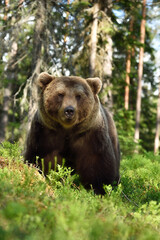 Brown bear portrait in forest at summer