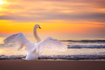 Obrazy  White swans in the sea,sunrise shot
