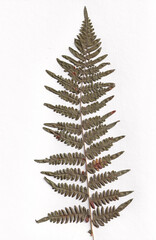 Dried fern leaf on a white background © zj