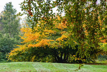 tree in the garden