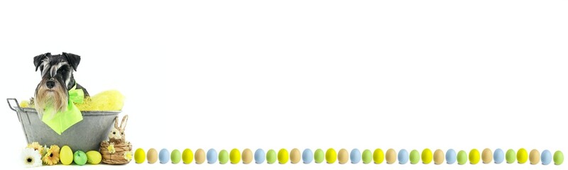 banner panoramic easter dog miniature schnauzer isolated 