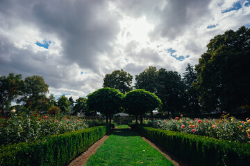 Fototapeta premium garden in the park