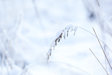 Winter nature background. Winter landscape. Winter scene .Frozen flower