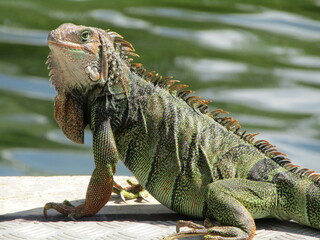 Iguana