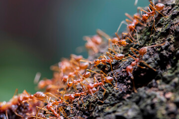 red ants collect a food