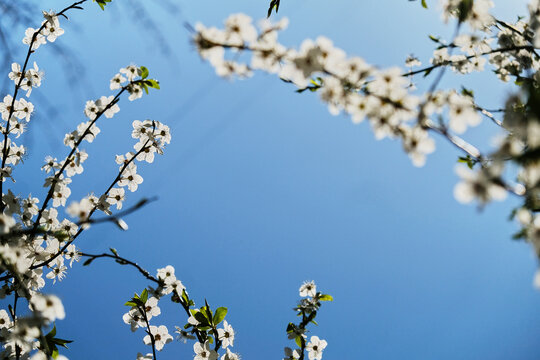 Blurry flowering branches of cherry trees against the blue sky. delicate picture of the springtime flowers. Blur and selective focus.