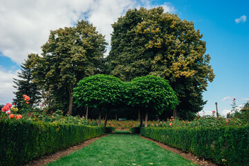 tree in the park