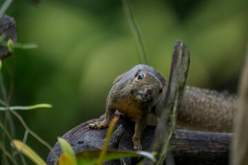 Portrait of Plantain squirrel at Singapore.