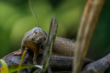 Close up image of Plantain squirrel at Singapore.