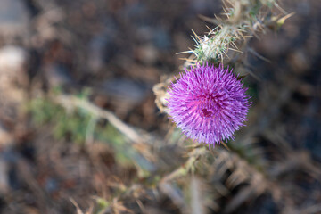 Purple wild flower