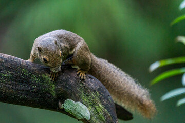 Portrait of Plantain squirrel at Singapore.