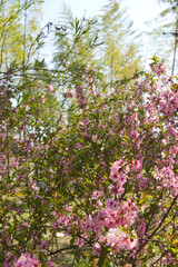 Fototapeta na wymiar The flowers of Japanese bush cherry in the park are in full bloom. Scientific name is Prunus japonica.