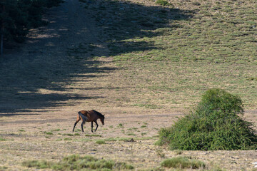 A mare grazing in the Sierra Nevada