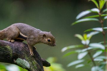 Portrait of Plantain squirrel at Singapore.