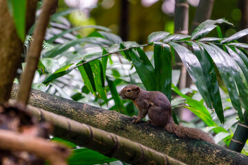 Portrait of Plantain squirrel at Singapore.