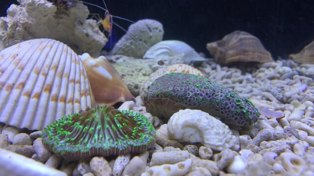 Eine Koralle in einem Aquarium.