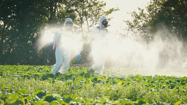 Agricultural Technicians in Protective Suits, with a Mask on their Face, Carry out Chemical Treatment of Agricultural Plantations by Spraying Pesticides to Destroy Pests. Organic Ecologic Farming.