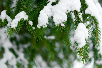 Evergreen Christmas or Fir or Spruce tree branch with fresh snow. Christmas Holidays, Winter Background. Copy space. Selective focus..