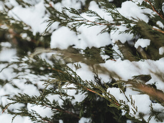 Yellow-green leaves on a branch of thuja with snow on a blurred background. Close-up. Selective focus. An evergreen landscaped garden in early spring. Wallpaper and nature concept.