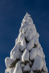 Spruce trees covered in snow