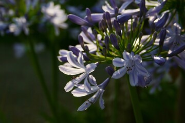 close up of flowers