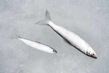 Coregonus albula fish, known as the vendace or as the European cisco, freshwater whitefish on the ice, fishing on a frozen lake, close up