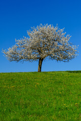 Fototapeta na wymiar cherry tree in the sky