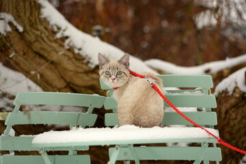 Der erste Schnee. Süßes kleines Kätzchen erkundet am Geschirr den Garten