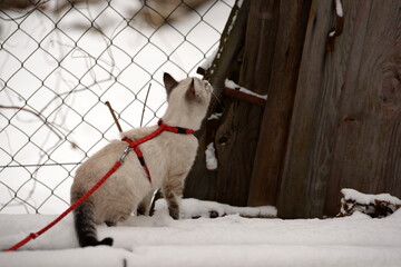 Der erste Schnee. Süßes kleines Kätzchen erkundet am Geschirr den Garten