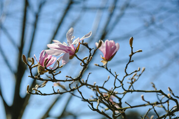 magnolia tree blossom