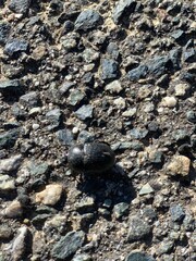 Scarab