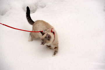 Der erste Schnee. Süßes kleines Kätzchen erkundet am Geschirr den Garten