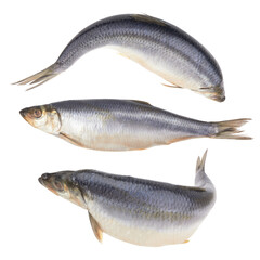 Herring fish isolated