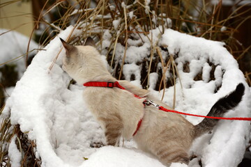 Der erste Schnee. Süßes kleines Kätzchen erkundet am Geschirr den Garten