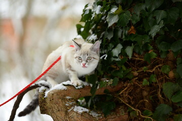 Der erste Schnee. Süßes kleines Kätzchen erkundet am Geschirr den Garten