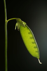 Garden Pea (Pisum sativum). Young Fruit Closeup - obrazy, fototapety, plakaty