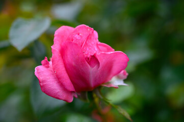 pink rose flower