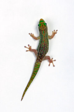 Geko-Bilder: Stock-Fotos & -Videos. | Adobe Stock