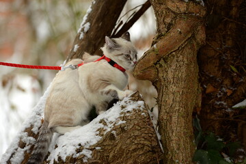 Der erste Schnee. Süßes kleines Kätzchen erkundet am Geschirr den Garten
