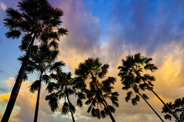 Copy space of silhouette tropical palm tree with sun light on sunset sky  background. Summer...