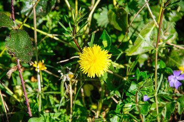 dandelions in the grass