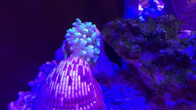 Eine Anemone wandert durch das Aquarium und sucht sich den perfekten Platz.