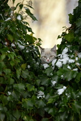 Der erste Schnee. Süßes kleines Kätzchen erkundet am Geschirr den Garten