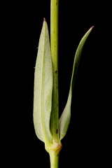 Bladder Campion (Silene vulgaris). Leaf Closeup